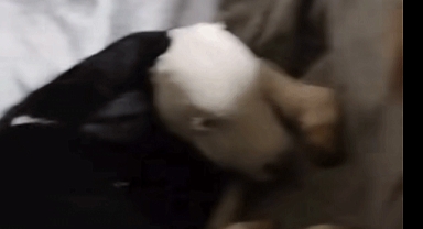 Kahramanmaraşlı aile buzağıya bebek gibi bakıyor!