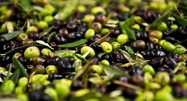 2024'te 60 milyon dolarlık zeytin ihraç edildi!