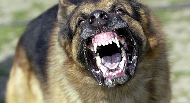 Kahramanmaraş’ta köpekler mahallenin kabusu oldu!