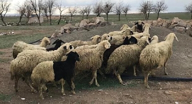 40 koyun çalan baba ve iki oğlu Kahramanmaraş’ta yakalandı!