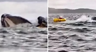 Balina genci yuttu sonra geri tükürdü!