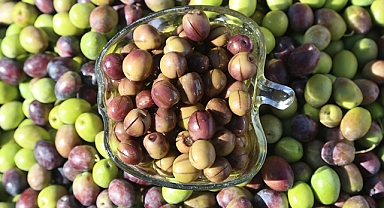 Kahramanmaraş, 3 Milyonu Aşkın Zeytin Ağacıyla Listede Yerini aldı!