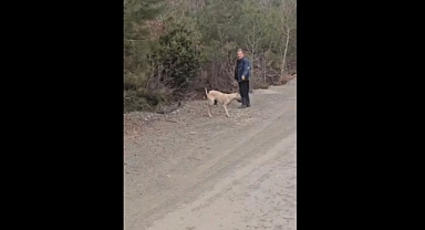 Kahramanmaraş'ta Köpek katliamını Andırın Belediyesine yıkmaya çalıştılar!