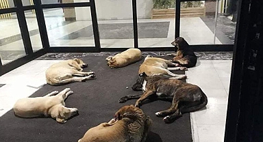 Sağlık Bakanlığı’ndan Kahramanmaraş’ta Sahipsiz Köpekler İçin Yeni Adım!