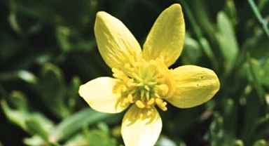 Ahır Yağlıçanağı bitkisi nedir? Ranunculus  unguis-cati ne işe yarar?