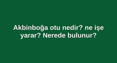 Akbinboğa otu nedir? ne işe yarar? Nerede bulunur?