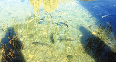 Balıklı Göl Nerede, Nasıl Gidilir?