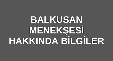 Balkusan Menekşesi Hakkında Detaylı Bilgi