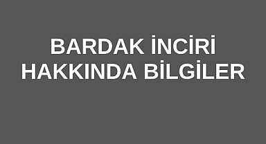 Bardak İnciri Hakkında Bilgiler