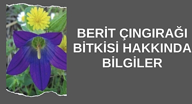 Berit Çıngırağı Bitkisi Hakkında Bilgiler