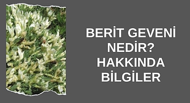 Berit Geveni Nedir? Hakkında Bilgiler