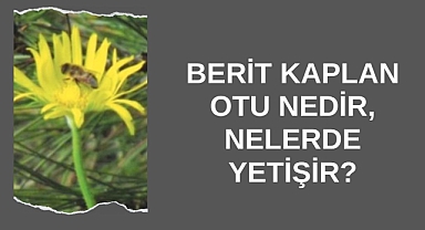Berit Kaplan Otu Nedir, Nelerde Yetişir?