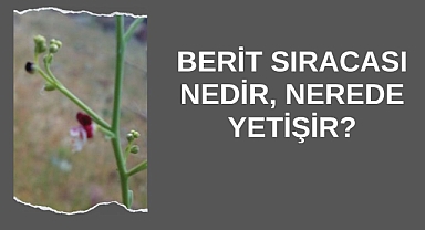 Berit Sıracası Nedir, Nerede Yetişir?