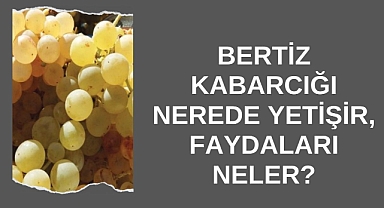 Bertiz Kabarcığı Nerede Yetişir, Faydaları Neler?