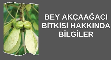Bey Akçaağacı Bitkisi Hakkında Bilgiler