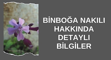 Binboğa Nakılı Hakkında Detaylı Bilgiler