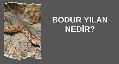 Bodur Yılan Nedir?
