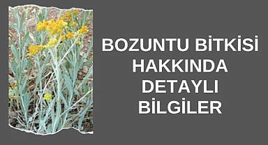 Bozuntu Bitkisi Hakkında Detaylı Bilgiler