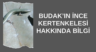 Budak’ın İnce Kertenkelesi Hakkında Bilgi