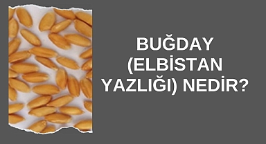 Buğday (Elbistan Yazlığı) Nedir?