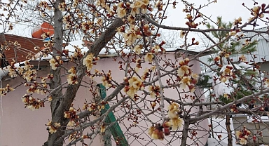 Kahramanmaraş’ta Bahçeleri don vurdu!