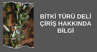 Bitki Türü Deli Çiriş Hakkında Bilgi