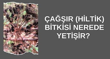 Çağşır (Hiltik) Bitkisi Nerede Yetişir? Bitki Hakkında Bilgiler