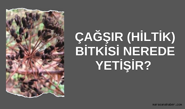 Çağşır (Hiltik) Bitkisi Nerede Yetişir? Bitki Hakkında Bilgiler