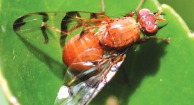 Chaetostoma Curvınerve Sineği Hakkında Bilgiler