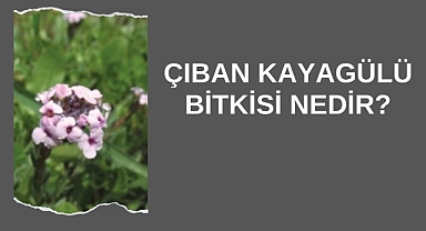 Çıban Kayagülü Bitkisi Nedir?
