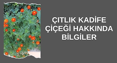Çıtlık Kadife Çiçeği Hakkında Bilgiler