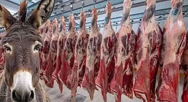 Eşekler Nereye Gitti? Sayıları hızla düşüyor
