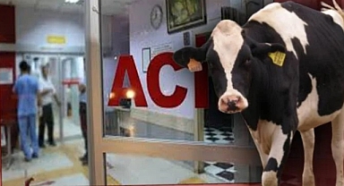 İnek, 10 yaşındaki çocuğu öldürdü!