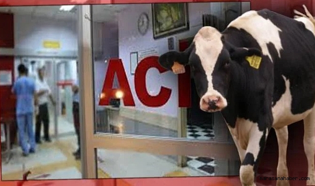 İnek, 10 yaşındaki çocuğu öldürdü!