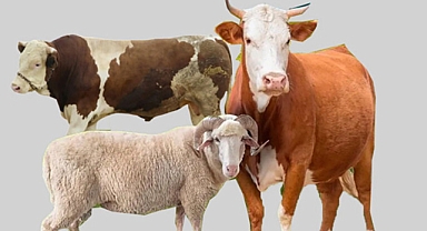 Kahramanmaraş’ta 2025 Kurbanlık Fiyatları Açıklandı: Geçen Yıla Göre Yüzde 23’e Varan Zam var