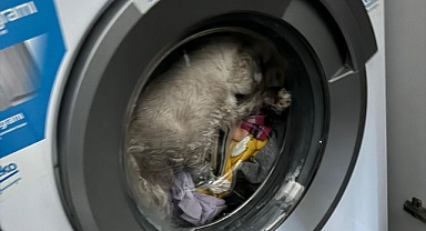 Kahramanmaraş'ta akılalmaz olay! Kedi yanlışlıkla çamaşır makinesinde yıkandı!