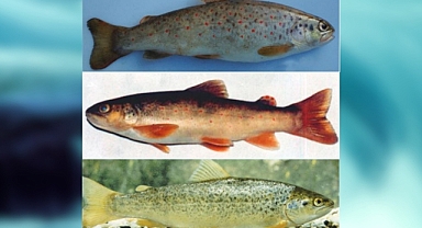 Kahramanmaraş’ta Alabalık çeşitleri