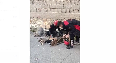 Kahramanmaraş’ta Su Giderinden 6 Yavru çıktı!
