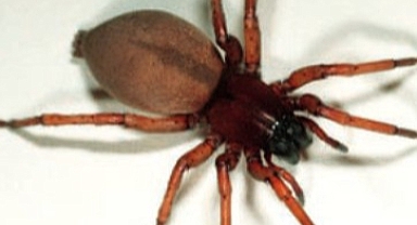 Örümcek Türü Dasumıa Gasparoı Hakkında Bilgiler