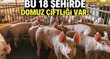 Türkiye'de domuz çiftliği sayısı artıyor!