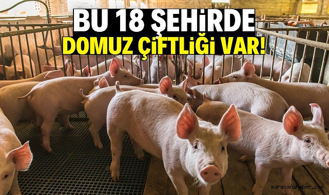 Türkiye'de domuz çiftliği sayısı artıyor!