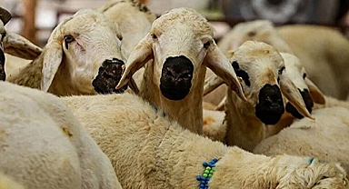 Kahramanmaraş’ta Dulkadiroğlu Belediyesi 2025 Kurban Satış Noktasını Açıkladı!