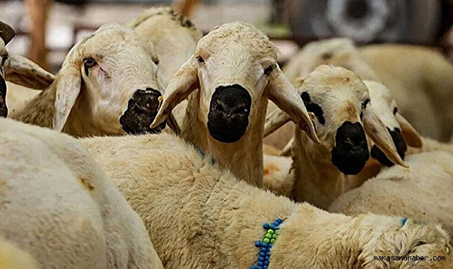 Kahramanmaraş’ta Dulkadiroğlu Belediyesi 2025 Kurban Satış Noktasını Açıkladı!