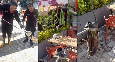 Kahramanmaraş'ta korku dolu anlar! Boz yılan kolay teslim olmadı…