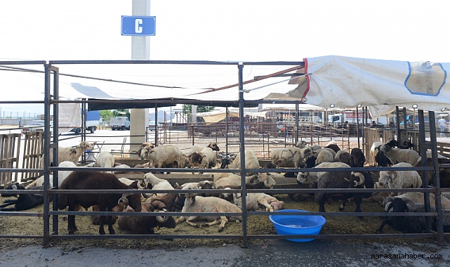 Kahramanmaraş’ta kurban satışı için tarih verildi! 20 Mayıs son olacak!