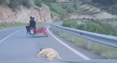 Kahramanmaraş'ta Motosikletin Ardına Bağlanan Köpek Öldü!