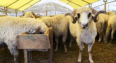 Kurbanlık Alacaklar Dikkat! İşte Kahramanmaraş’ta Bu Yılın Resmi Canlı Kurbanlık Kilo Fiyatları