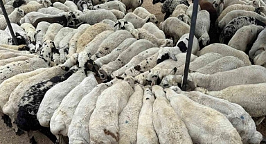 Kahramanmaraş’ta Kurbanlık Uyarısı: Bu Hayvanları Keserseniz Suç İşlemiş Olursunuz!