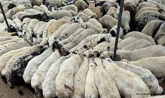Kahramanmaraş’ta Kurbanlık Uyarısı: Bu Hayvanları Keserseniz Suç İşlemiş Olursunuz!