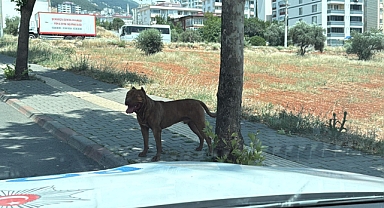 Kahramanmaraş'ta mahalle sakinlerini Pitbull korkusu sardı!